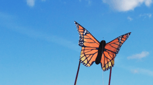 Monarach kite composite