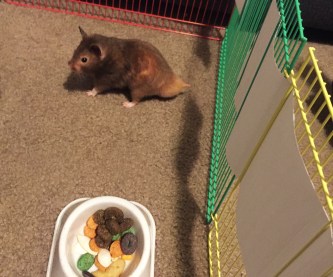 © terri-nakamura-ice-hamster-canary-home-security-1284