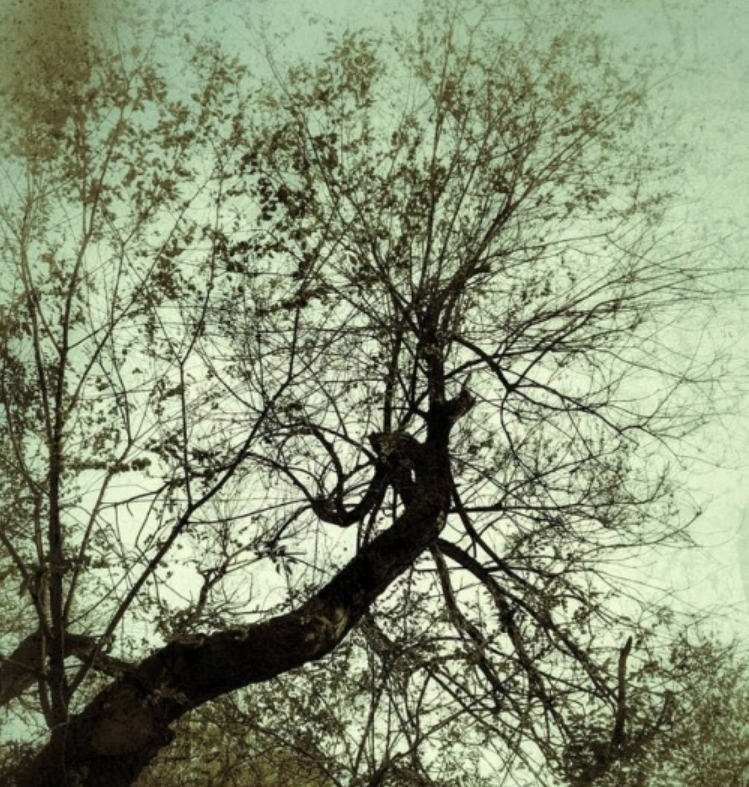 2 May 2018© Terri Nakamura 2018 -