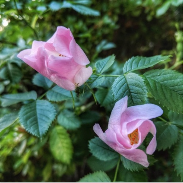 24 May 2018© Terri Nakamura 2018 -