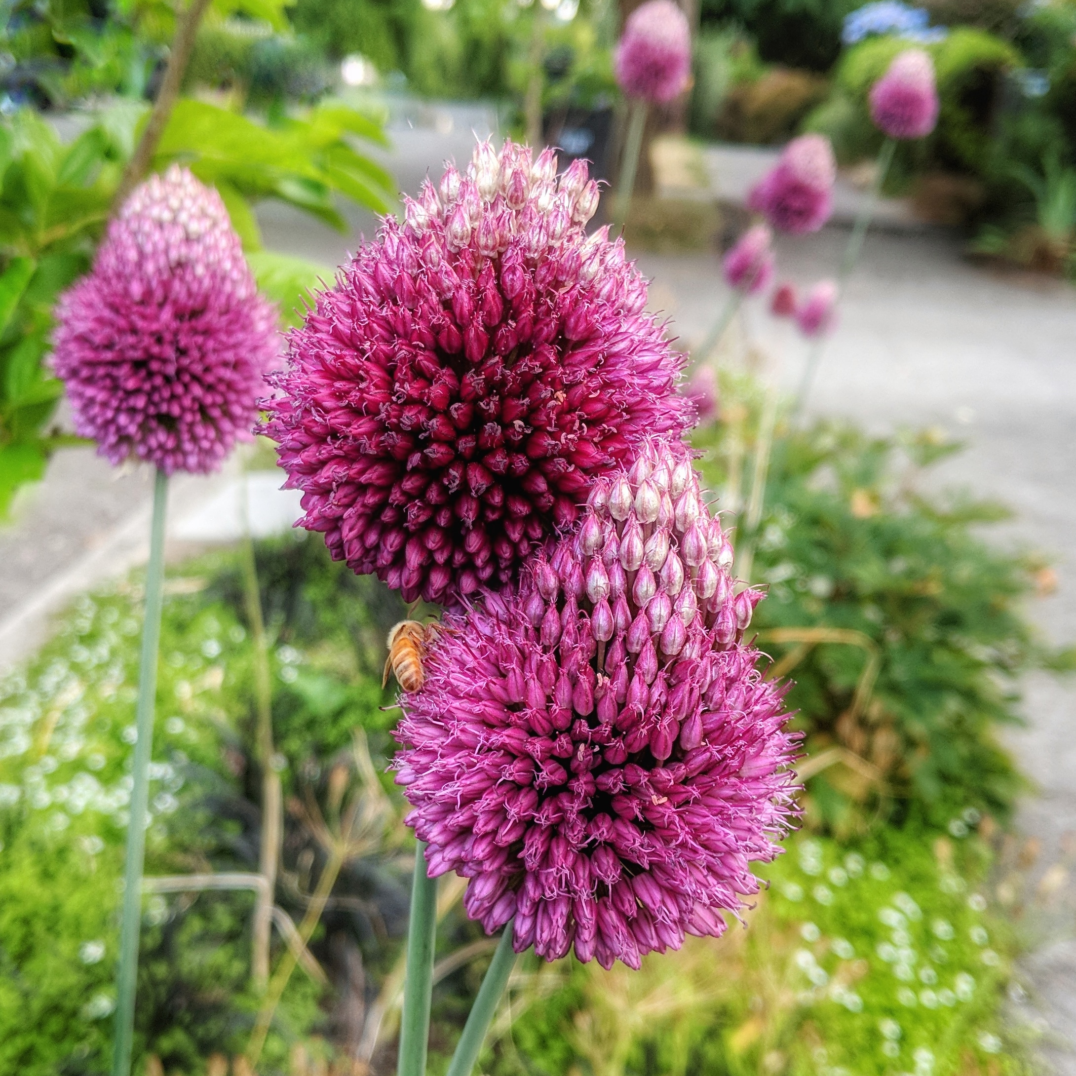 ©Terri-Nakamura_Allium-bee-IG-20180721_205509_931