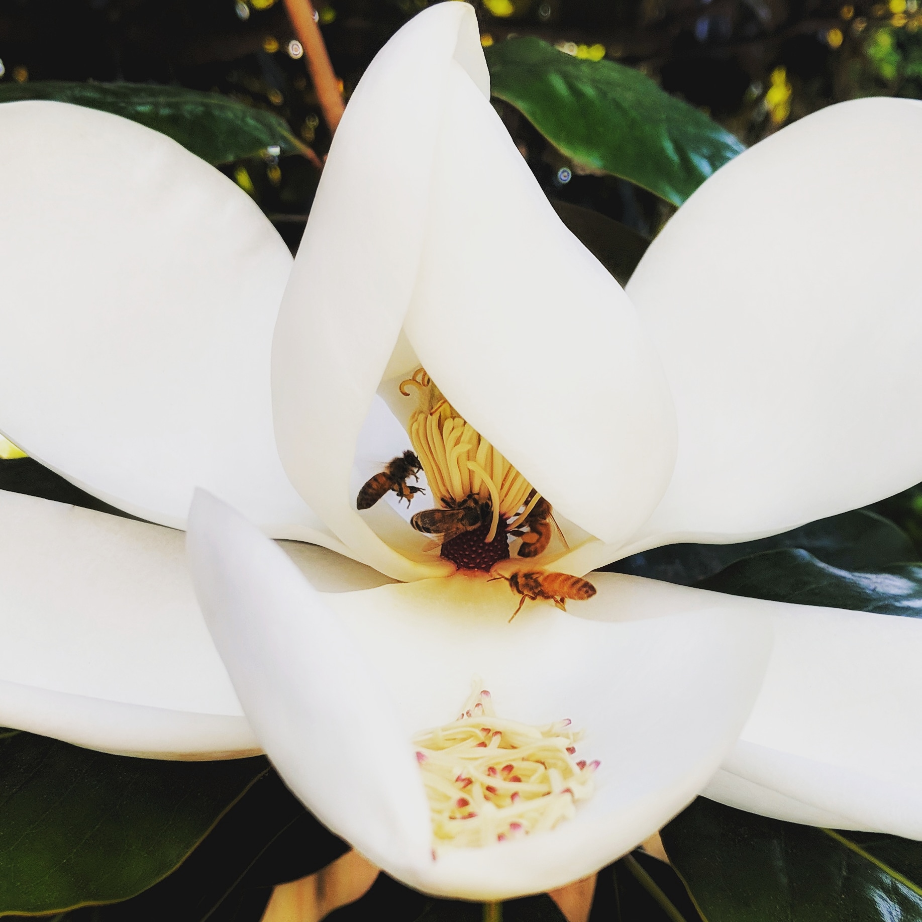 ©Terri-Nakamura_Magnolia-bees-IG-20180731_223407_789