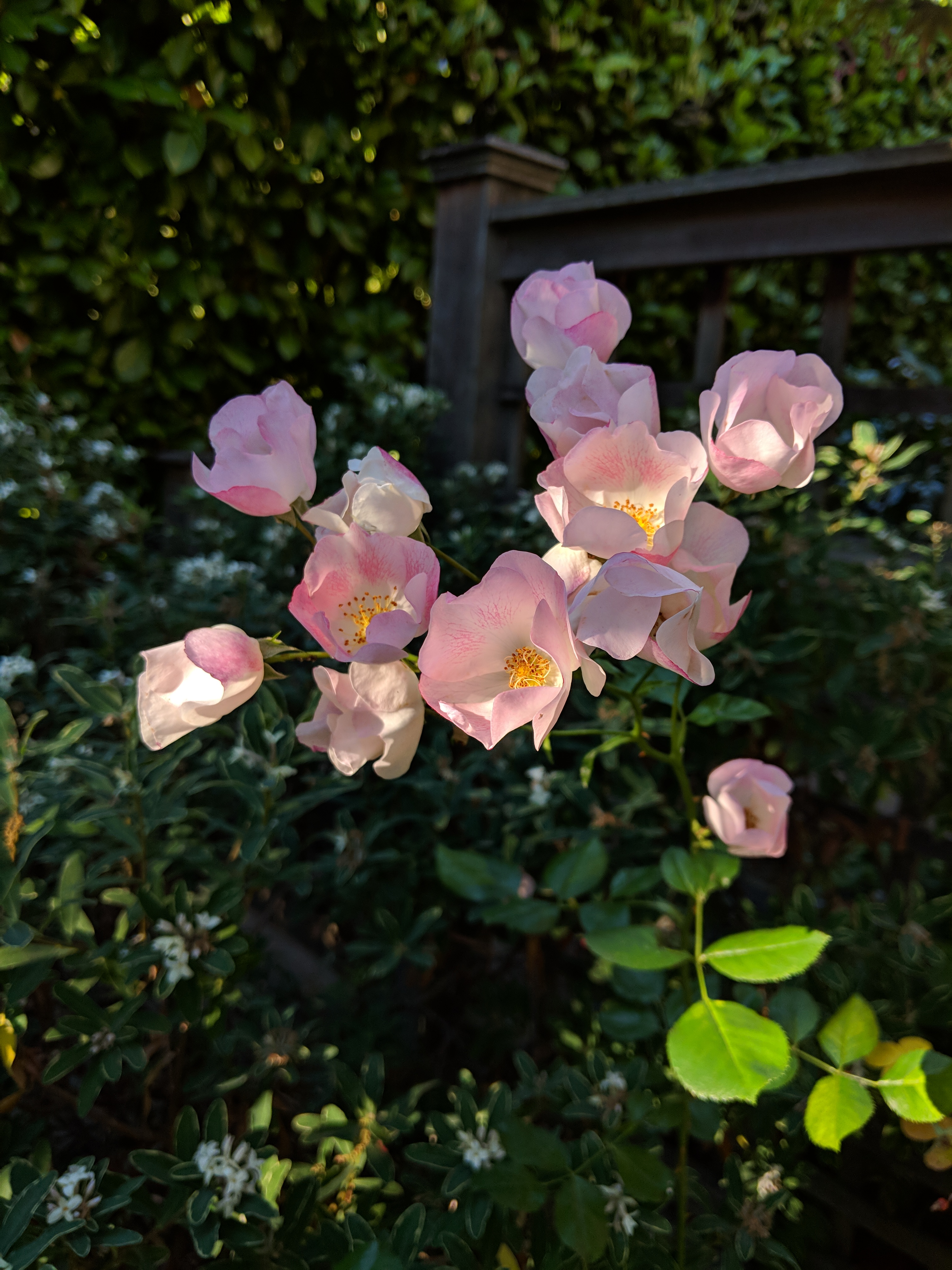 Maker:0x4c,Date:2017-11-19,Ver:4,Lens:Kan03,Act:Lar01,E-Y